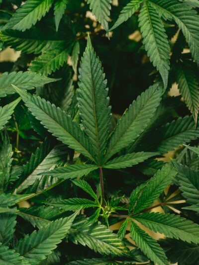 Marijuana plants
