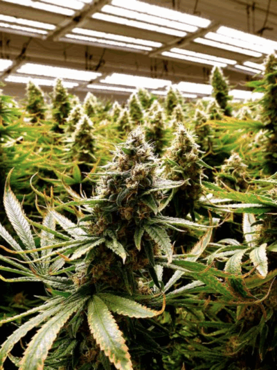Missouri voters approved Amendment 3, which will make it legal for those 21 and over to buy and use marijuana, and will create a state program regulating who can get licenses to grow and sell recreational marijuana. RICH SUGG rsugg@kcstar.com  Read more a