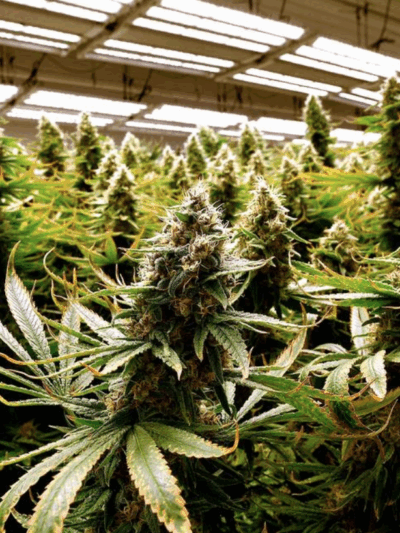 Missouri voters approved Amendment 3, which will make it legal for those 21 and over to buy and use marijuana, and will create a state program regulating who can get licenses to grow and sell recreational marijuana. RICH SUGG rsugg@kcstar.com  Read more a