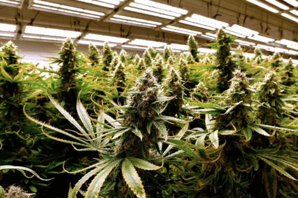 Missouri voters approved Amendment 3, which will make it legal for those 21 and over to buy and use marijuana, and will create a state program regulating who can get licenses to grow and sell recreational marijuana. RICH SUGG rsugg@kcstar.com  Read more a