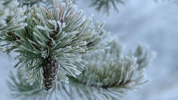 Snow covered pine tree branch