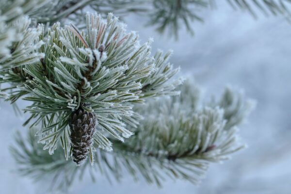 Snow covered pine tree branch