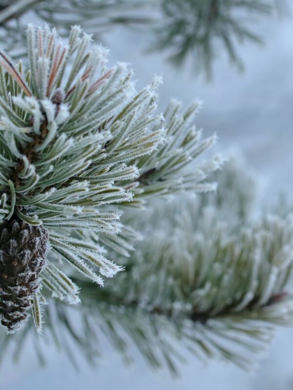 Snow covered pine tree branch