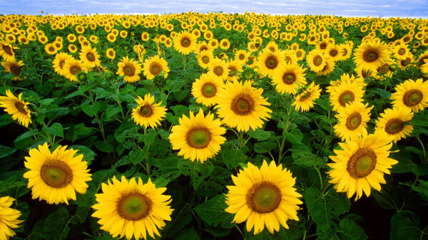 field of bright yellow sunflowers under a blue sky with a horizon line high in the background