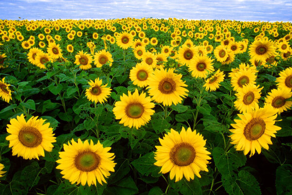 field of bright yellow sunflowers under a blue sky with a horizon line high in the background