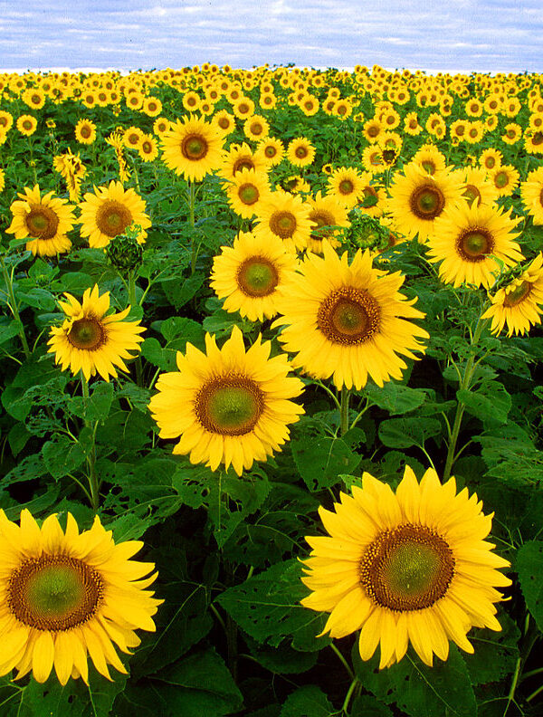 field of bright yellow sunflowers under a blue sky with a horizon line high in the background
