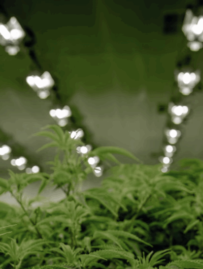 Marijuana growing facility