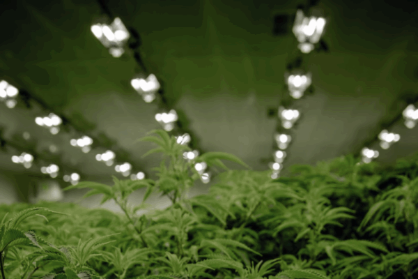 Marijuana growing facility