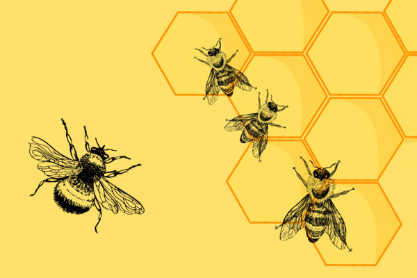Graphics of bees and honeycomb