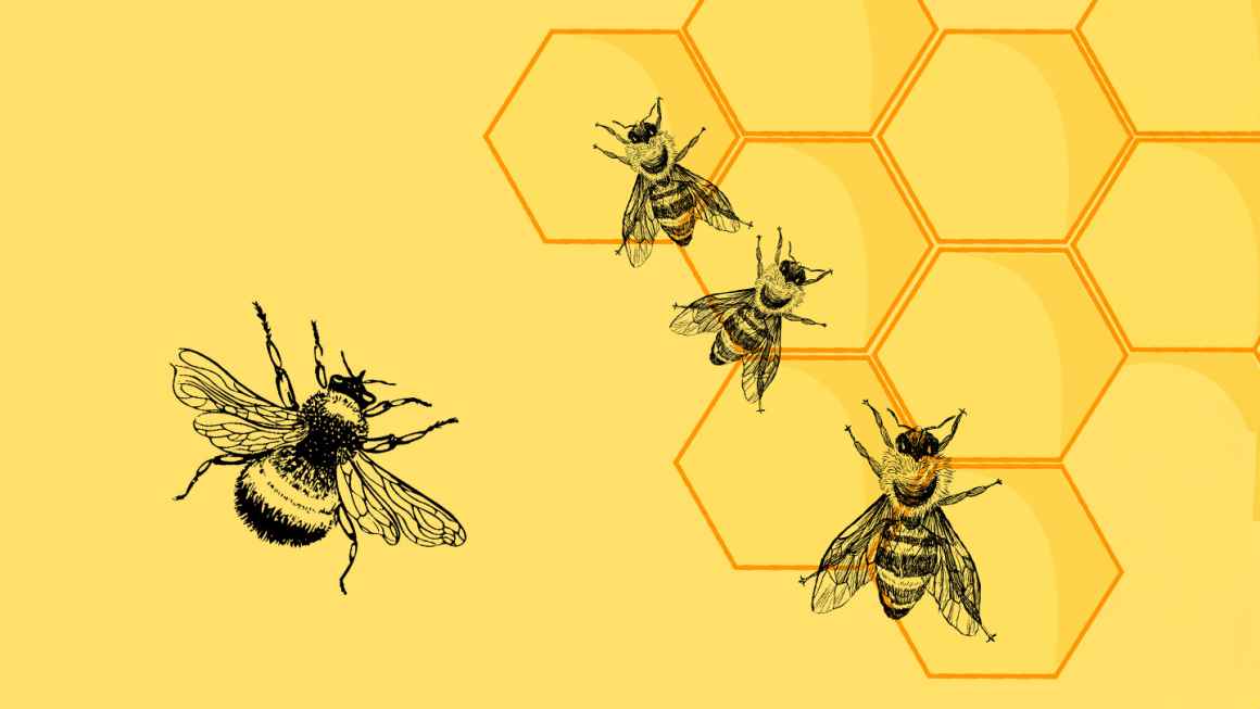 Graphics of bees and honeycomb