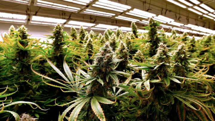 Missouri voters approved Amendment 3, which will make it legal for those 21 and over to buy and use marijuana, and will create a state program regulating who can get licenses to grow and sell recreational marijuana. RICH SUGG rsugg@kcstar.com Read more a