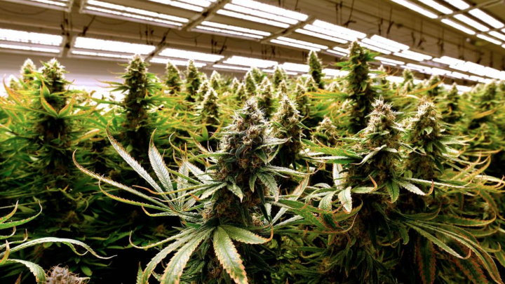 Missouri voters approved Amendment 3, which will make it legal for those 21 and over to buy and use marijuana, and will create a state program regulating who can get licenses to grow and sell recreational marijuana. RICH SUGG rsugg@kcstar.com  Read more a