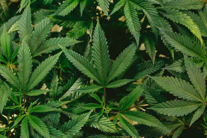 Marijuana plants