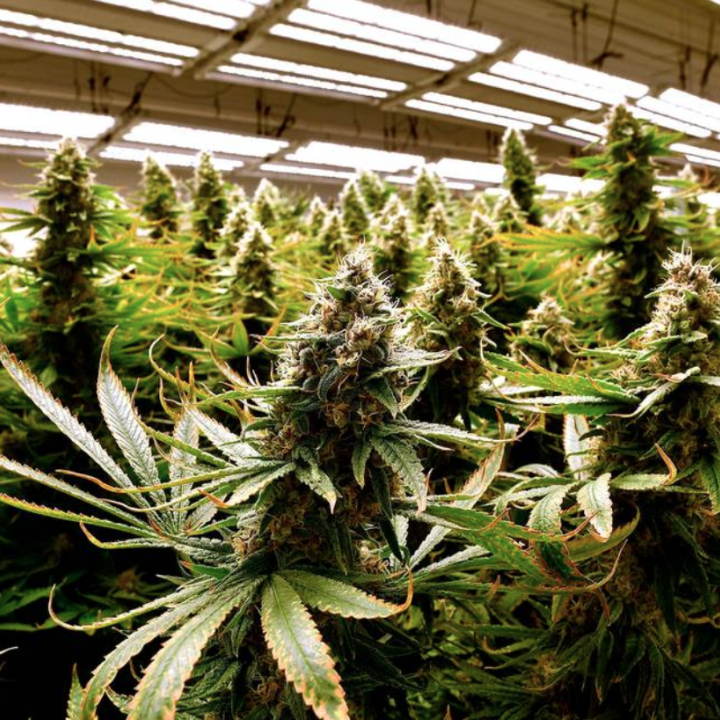 Missouri voters approved Amendment 3, which will make it legal for those 21 and over to buy and use marijuana, and will create a state program regulating who can get licenses to grow and sell recreational marijuana. RICH SUGG rsugg@kcstar.com  Read more a