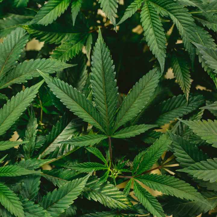 Marijuana plants